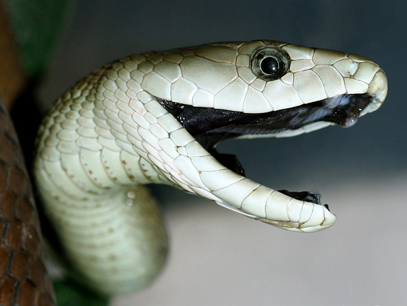 Veneno de uma das cobras mais mortais do mundo pode servir de analgésico,  diz pesquisa