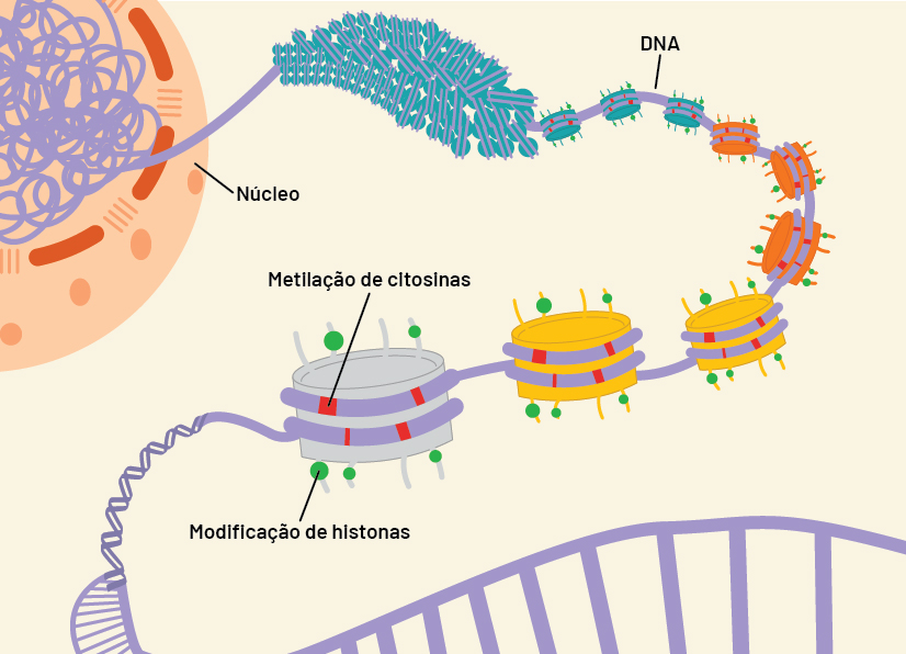 Epigenética: herança além dos genes | Ciência Hoje