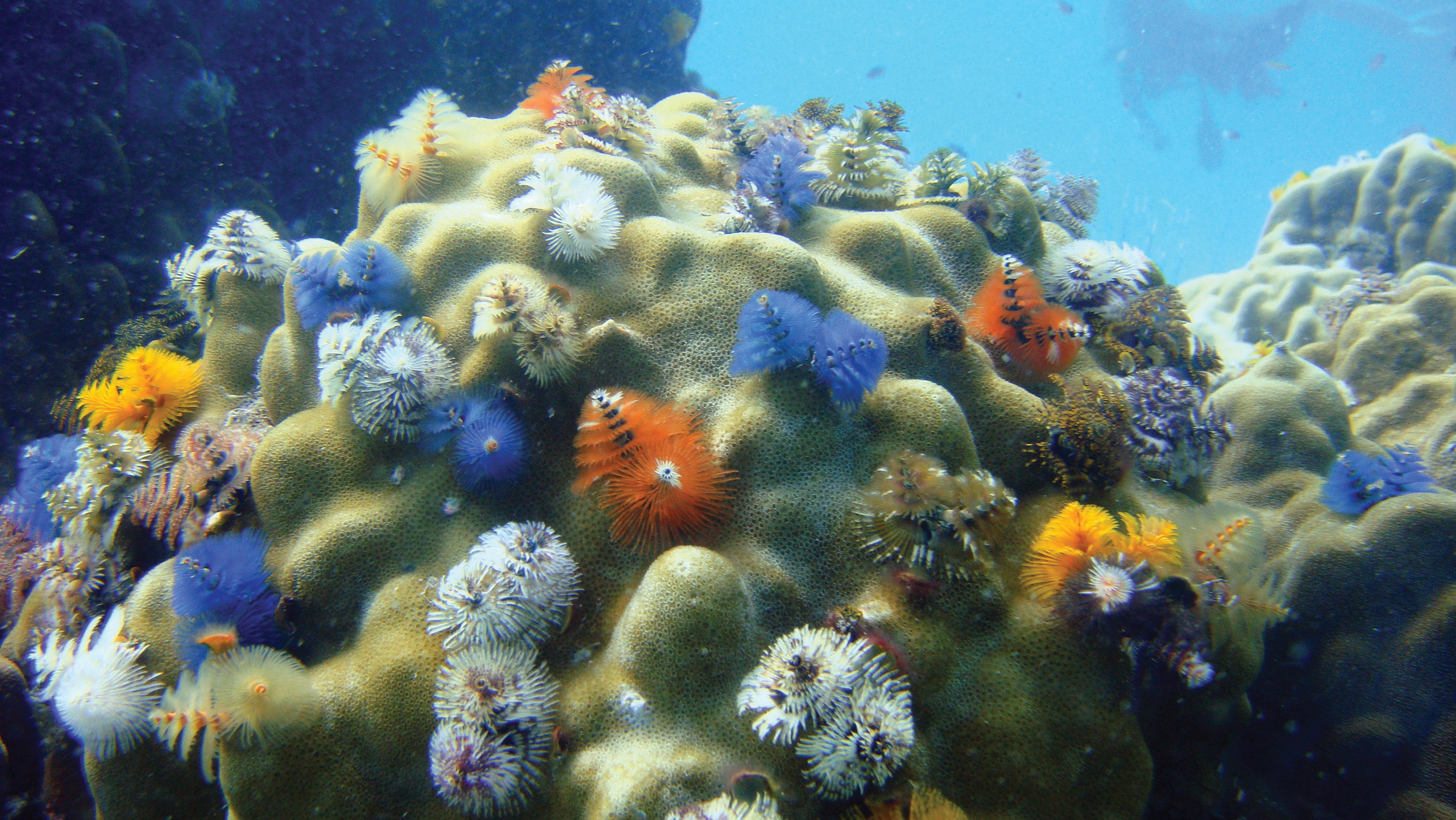 Artigo-INTERATIVO_Coral_2.jpg