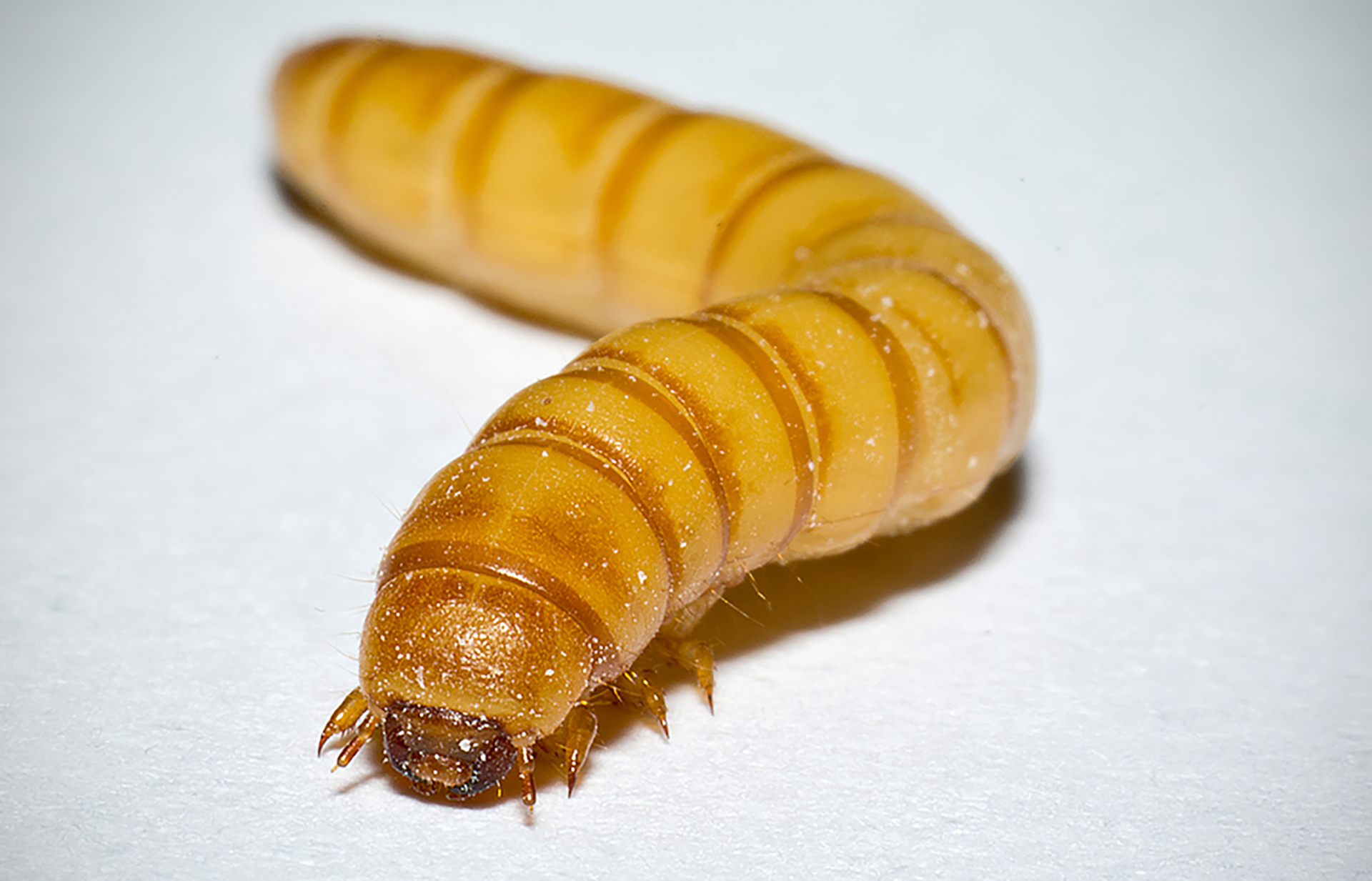 Figura 1_yellow-mealworm-Tenebrio-molitor-larva