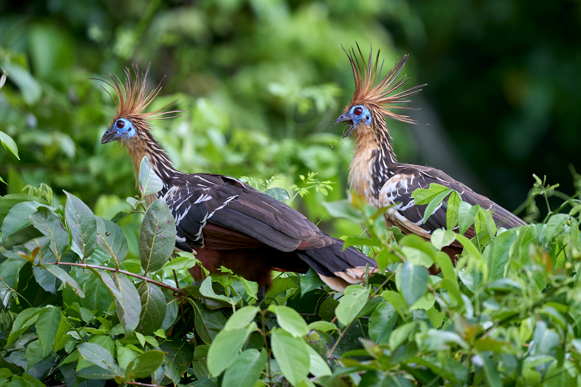The tranquil waters of the lake and the dense greenery highlight