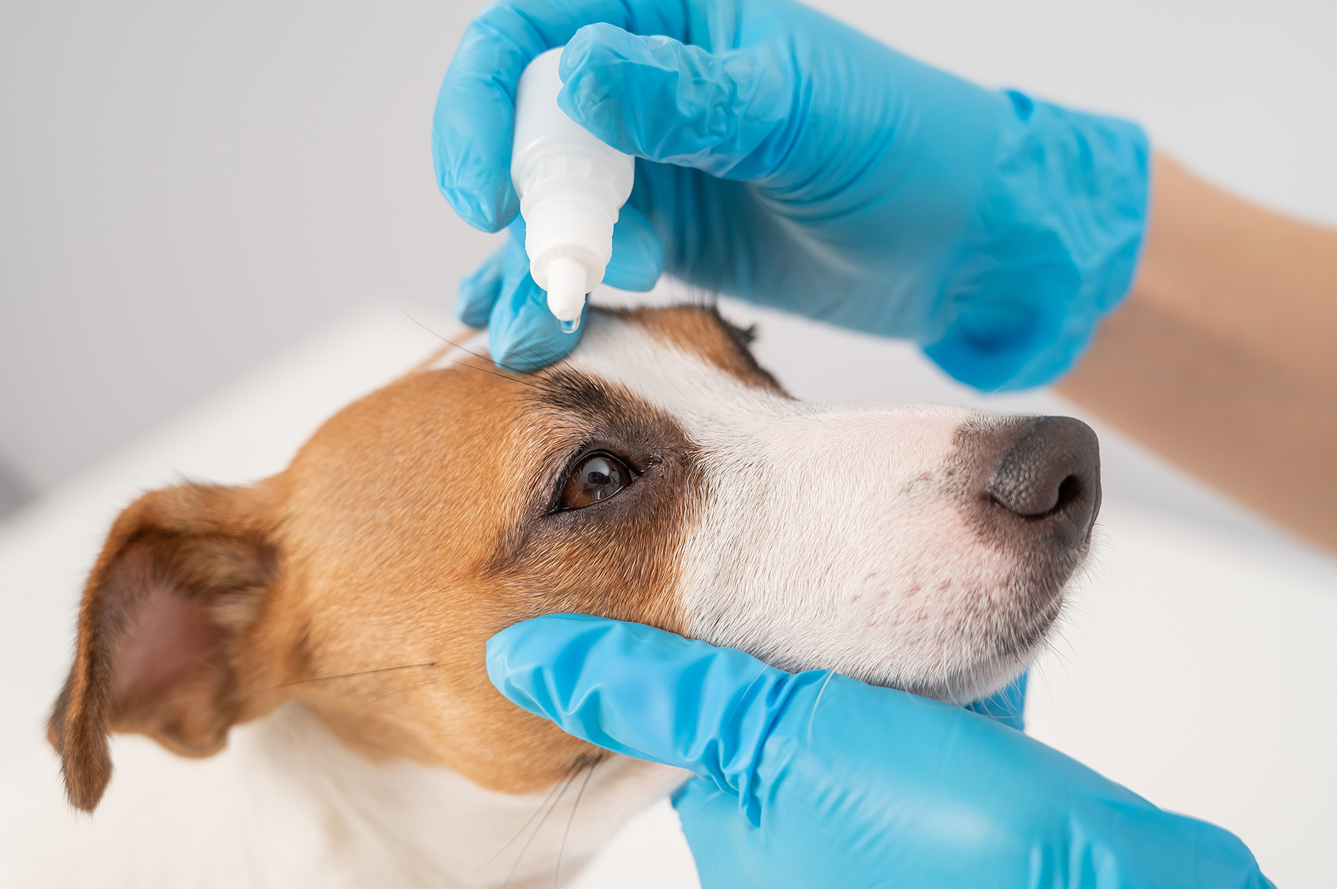 Female veterinarian dripping eye drops to jack russell terrier dog on white background.
