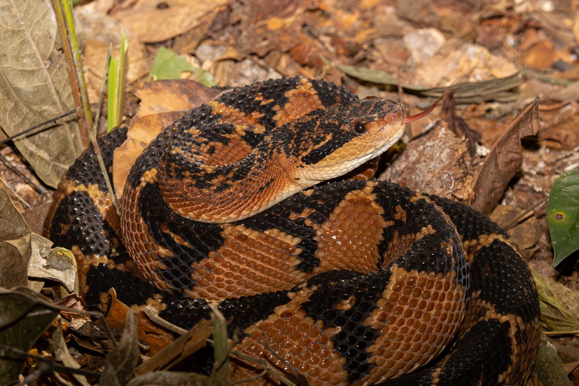 Surucucu da Amazônia (Lachesis muta) na natureza, no Pará